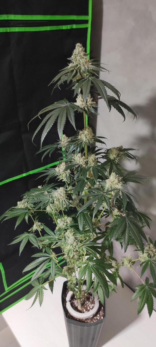 White Widow. Week 14