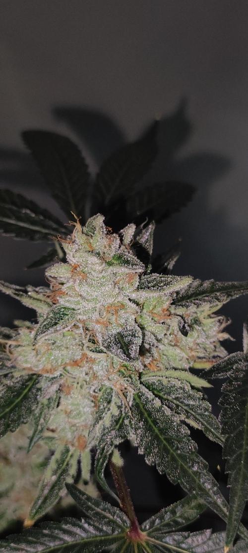 White Widow. Week 14