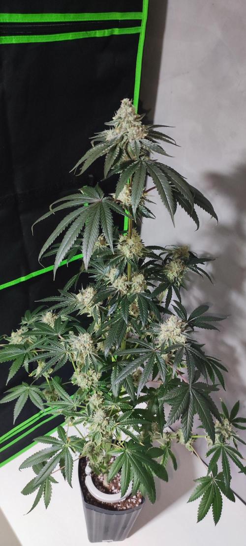 White Widow. Week 14
