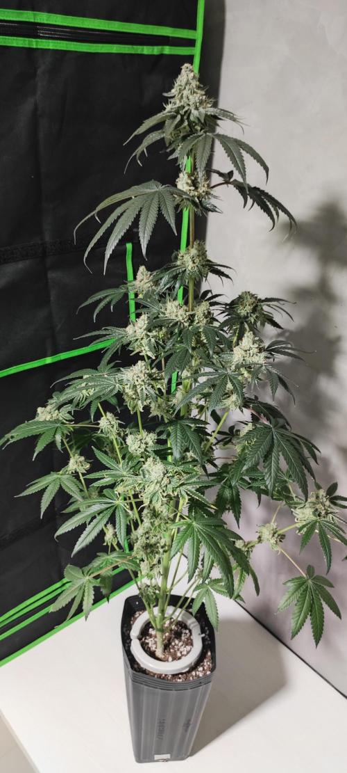 White Widow. Week 14