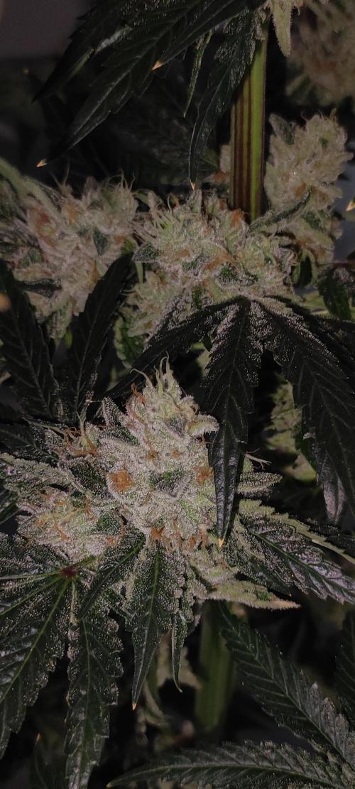 White Widow. Week 14