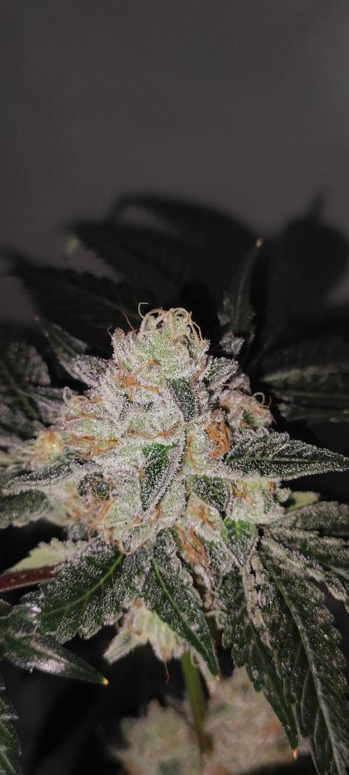 White Widow. Week 14