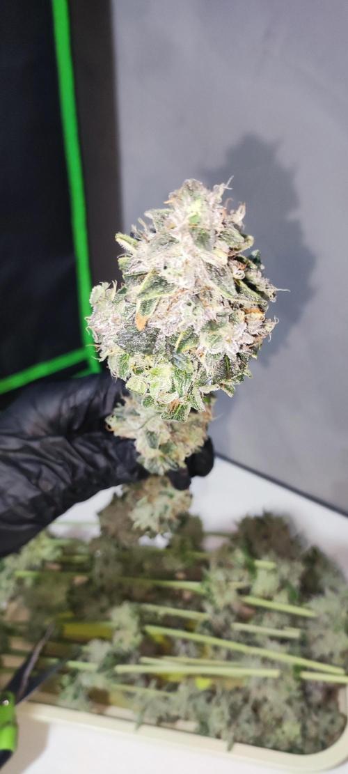 White Widow. Week 14