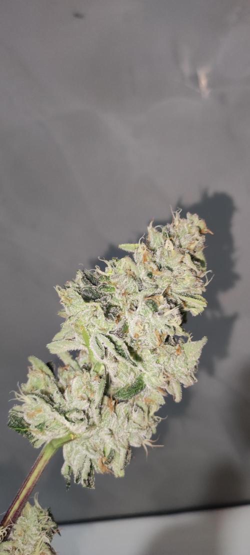 White Widow. Week 14