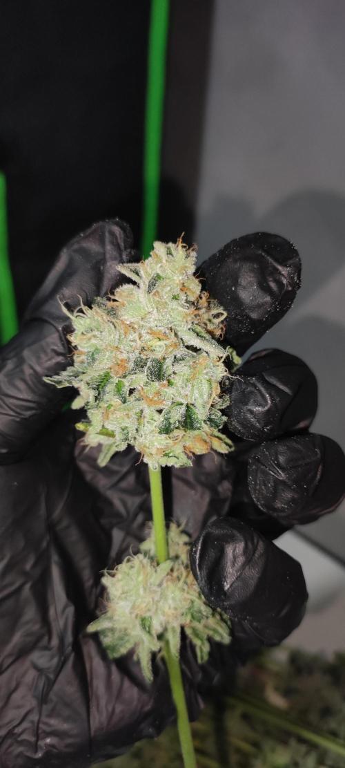 White Widow. Week 14