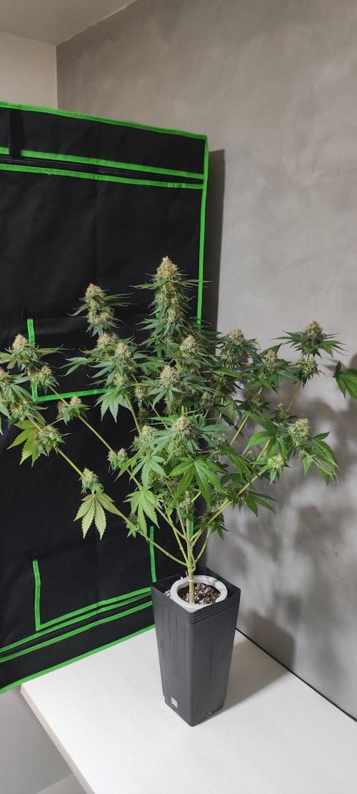 Zkittlez. Week 14