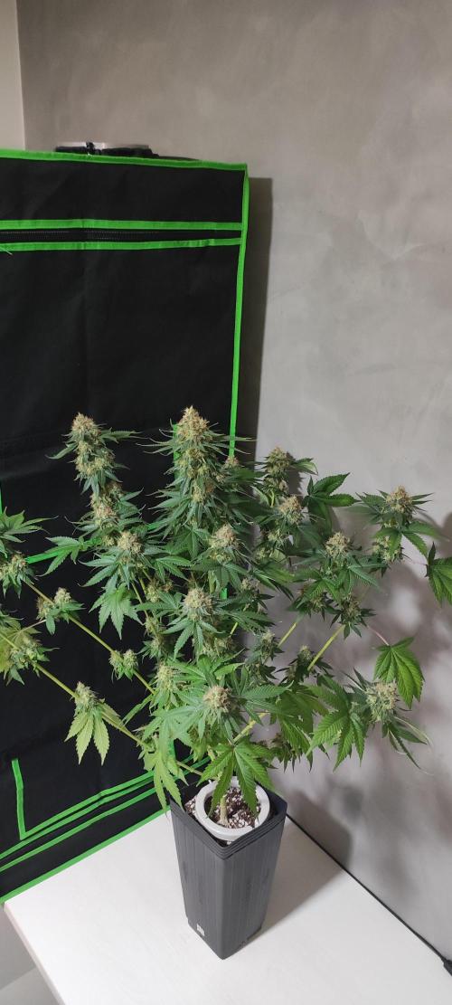 Zkittlez. Week 14