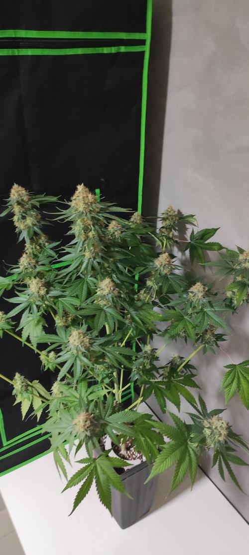Zkittlez. Week 14