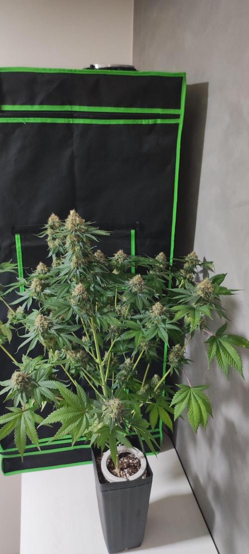 Zkittlez. Week 14