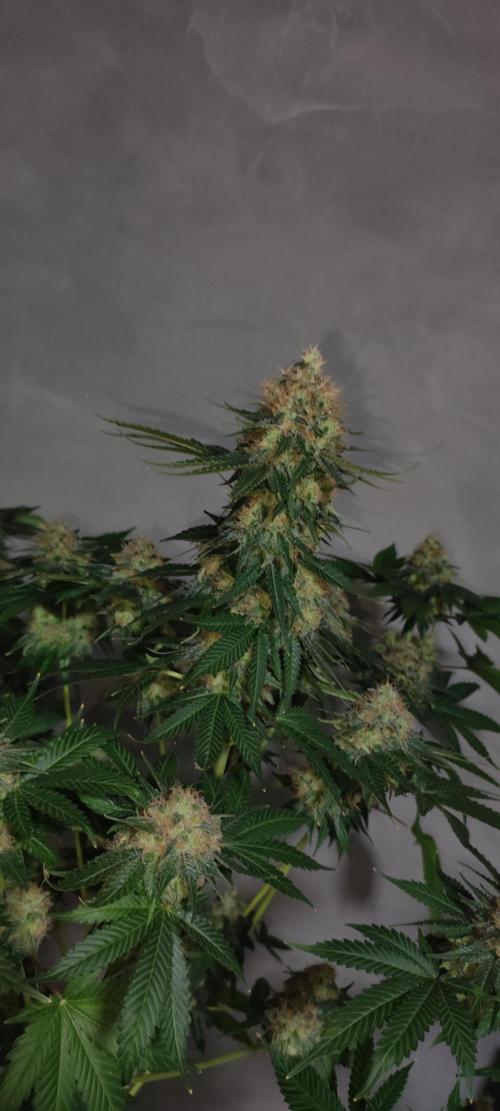 Zkittlez. Week 14