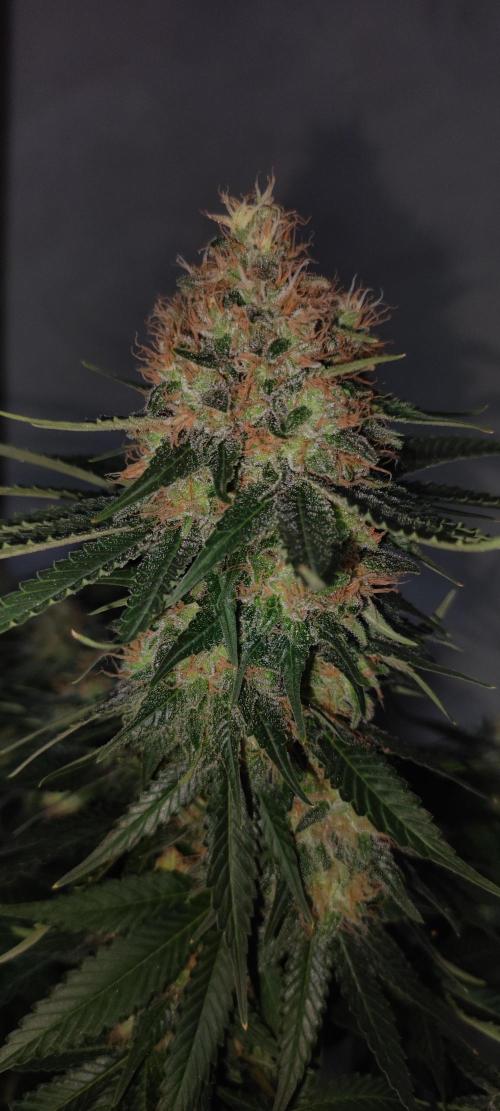 Zkittlez. Week 14