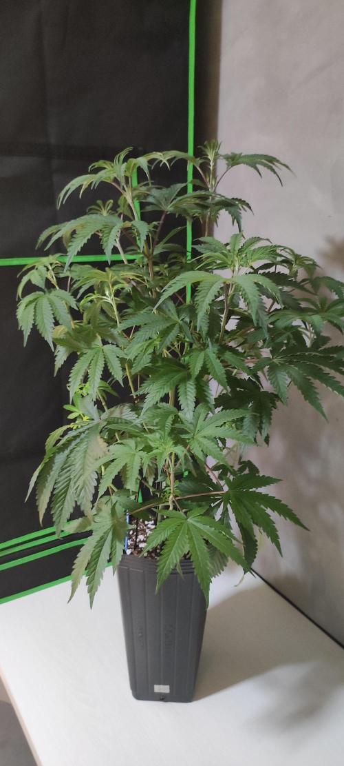 Garlotti. Week 6