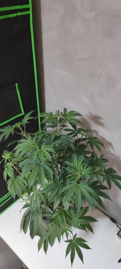 Garlotti. Week 6