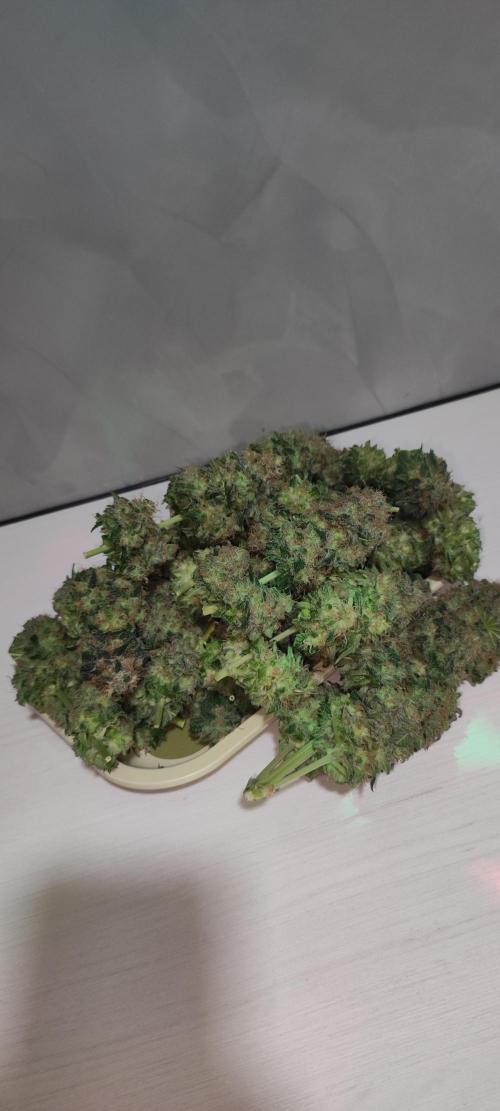 Zkittlez. Week 14