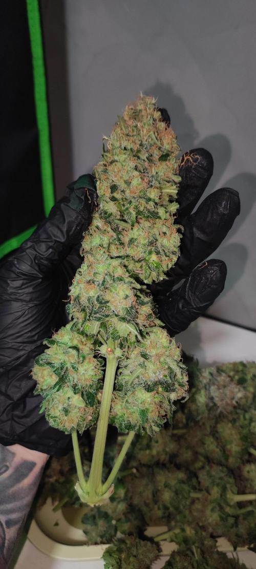 Zkittlez. Week 14