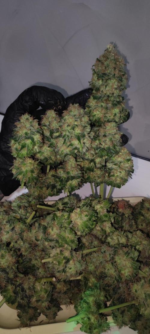 Zkittlez. Week 14