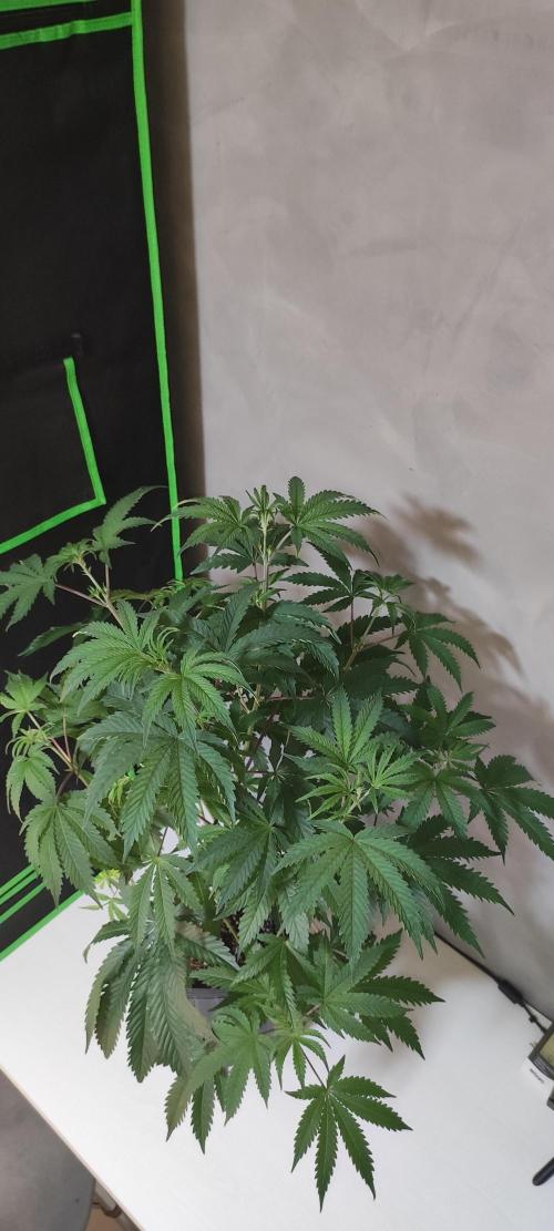 Garlotti. Week 6