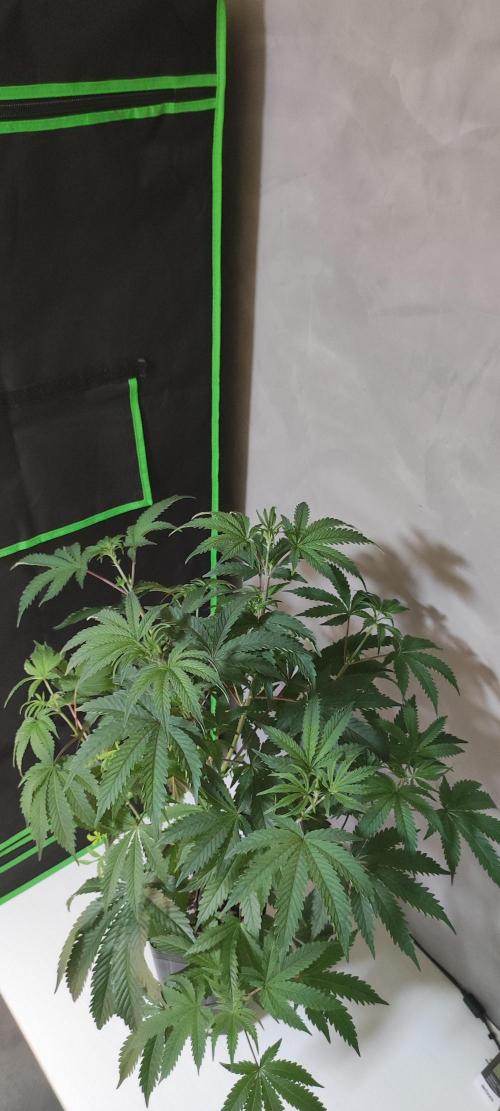 Garlotti. Week 6