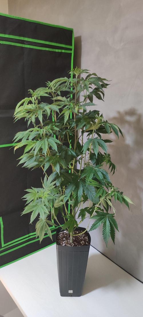 Mimosa. Week 6