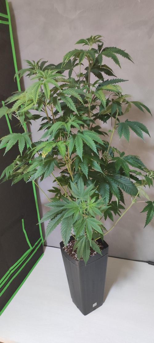 Mimosa. Week 6