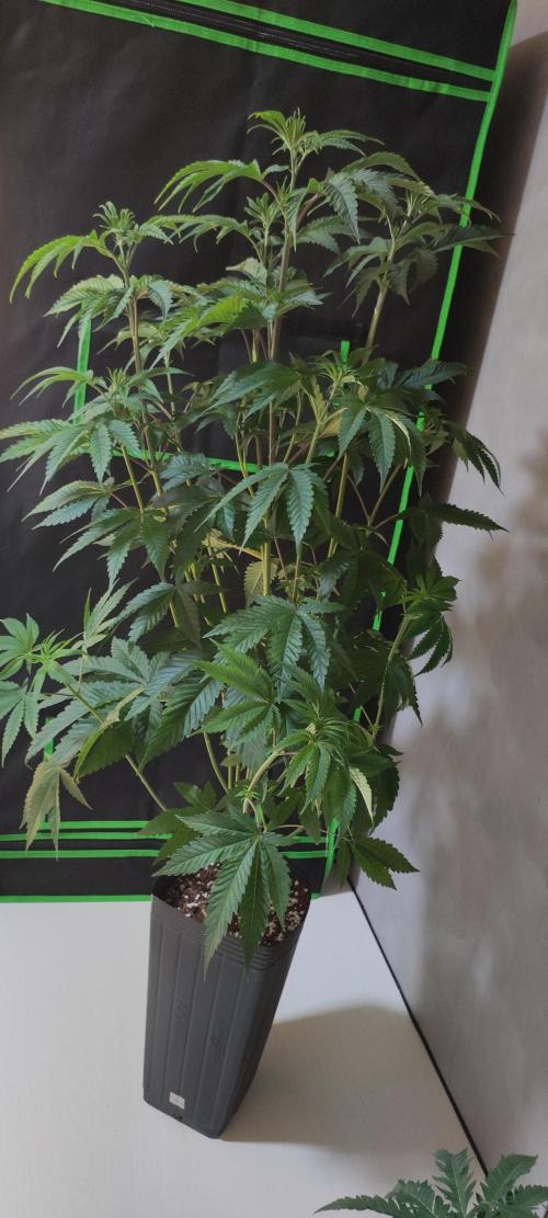 Mimosa. Week 6