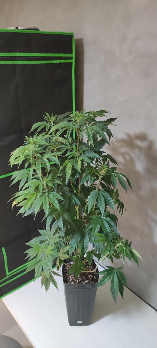 Mimosa. Week 6