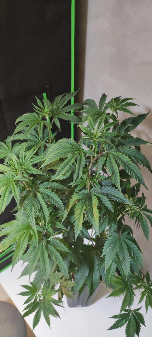Mimosa. Week 6