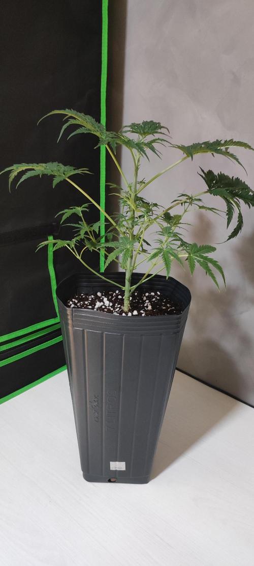 Cheese. Week 5
