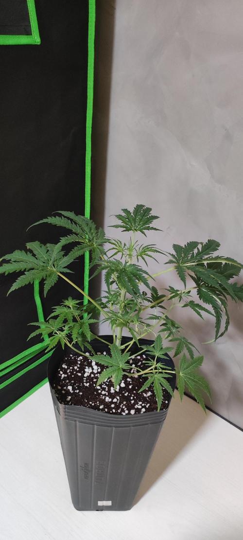 Cheese. Week 5
