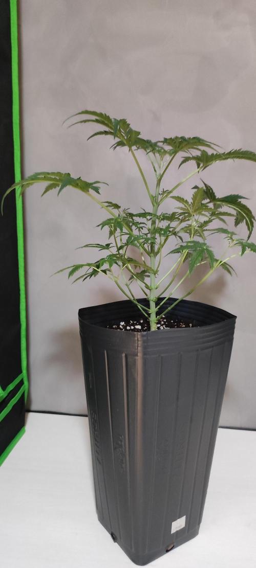 Cheese. Week 5