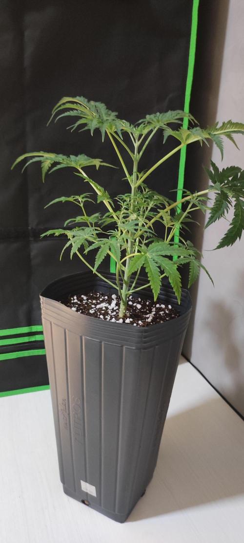 Cheese. Week 5