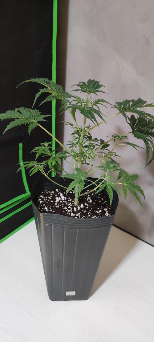 Cheese. Week 5