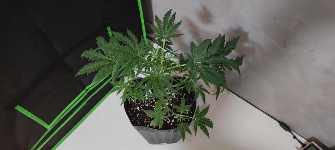 Cheese. Week 5