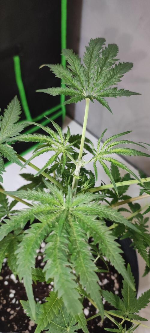Cheese. Week 5