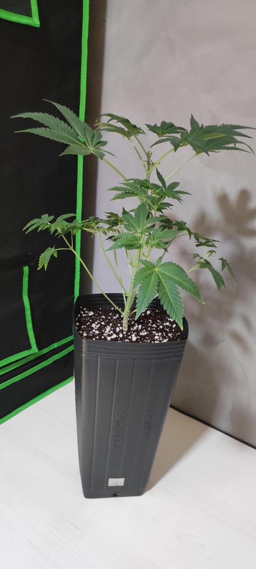 Lambeijax #3. Week 5