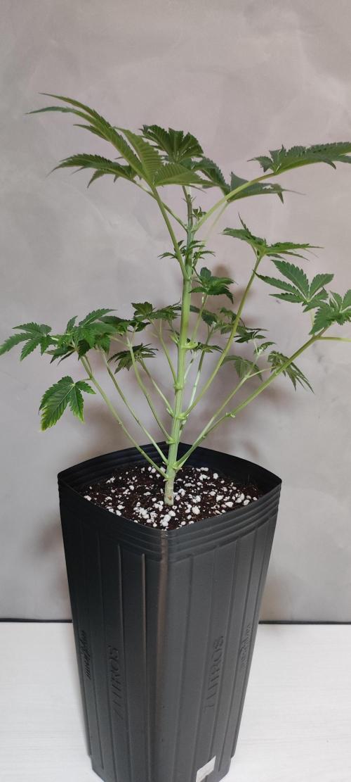 Lambeijax #3. Week 5