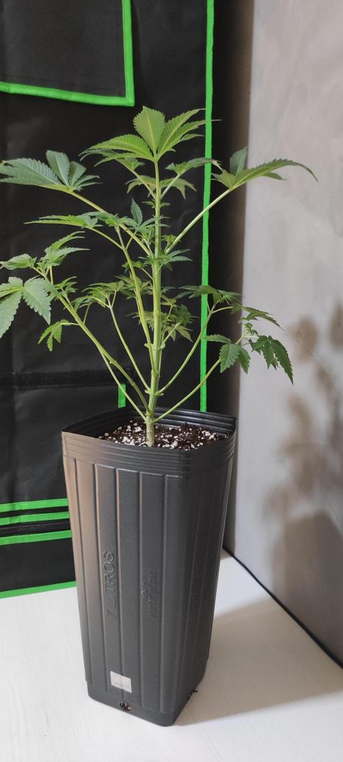 Lambeijax #3. Week 5