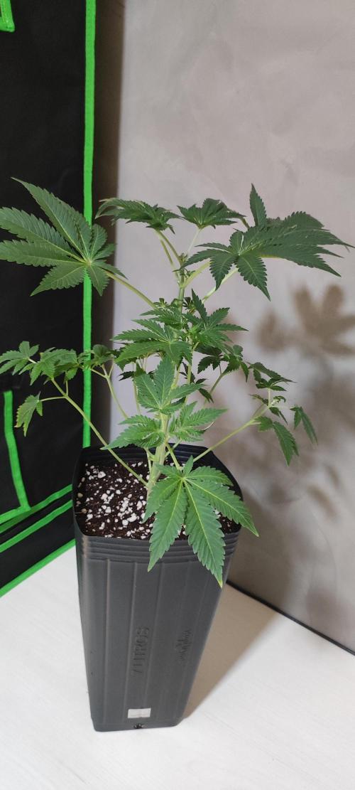 Lambeijax #3. Week 5