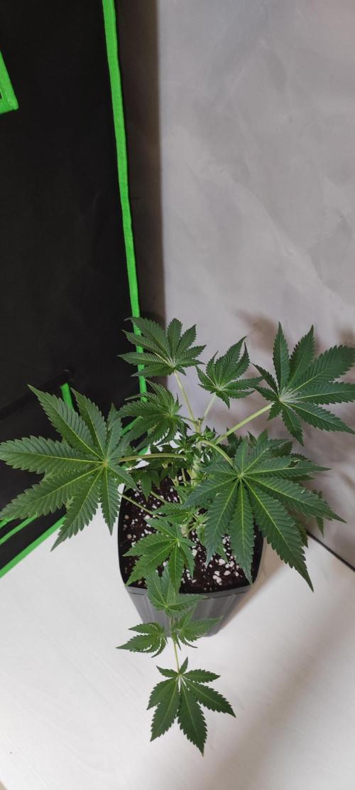 Lambeijax #3. Week 5