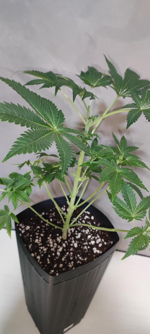 Lambeijax #3. Week 5
