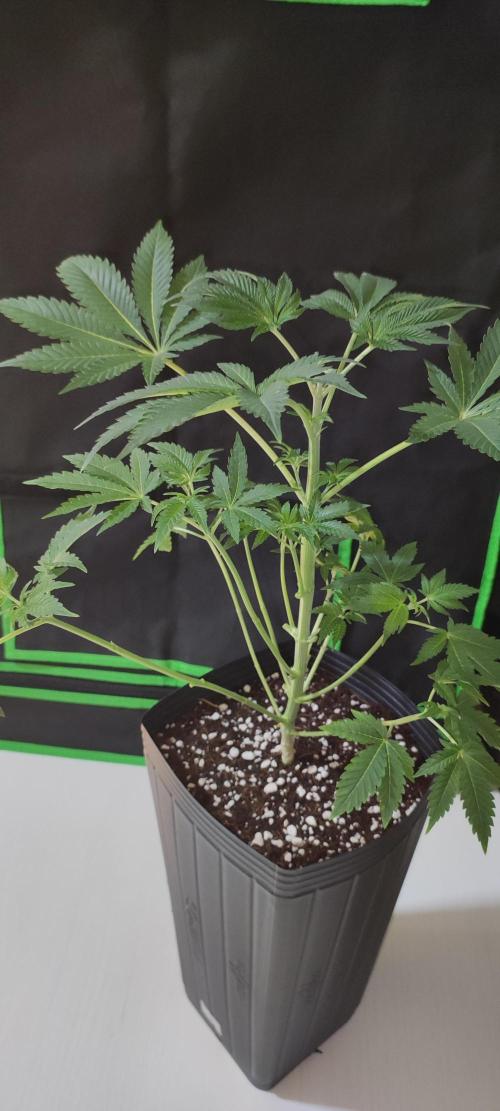 Lambeijax #3. Week 5