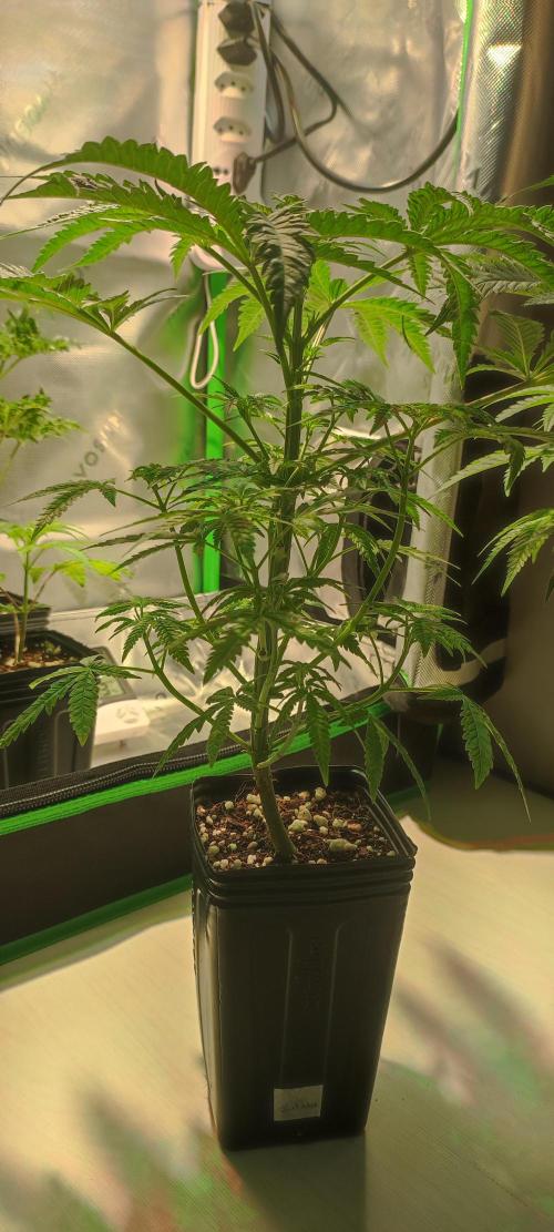 Julieta. Week 5