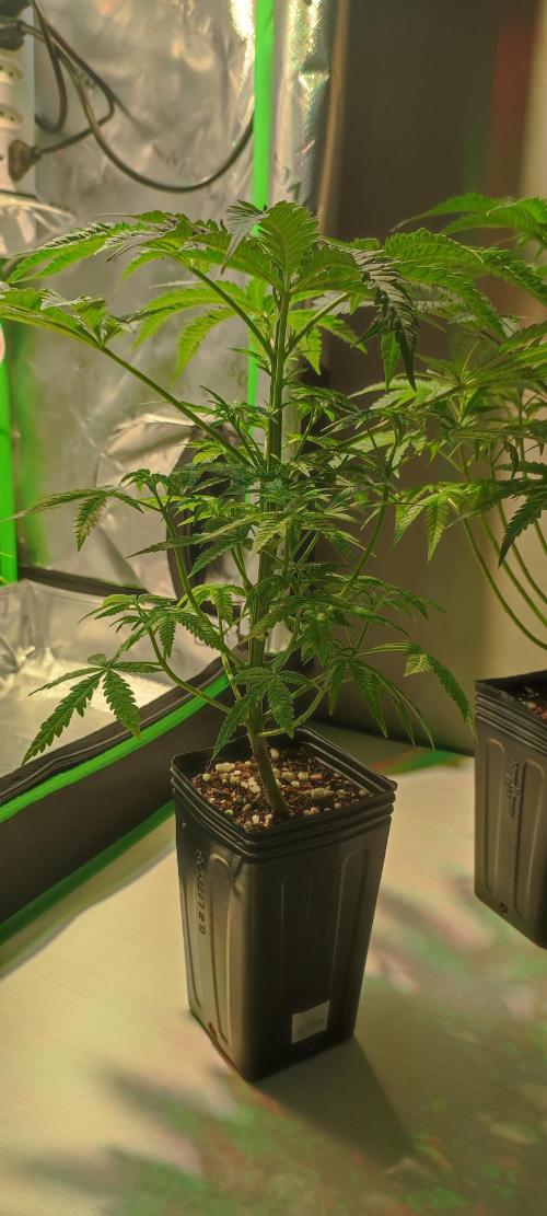 Julieta. Week 5