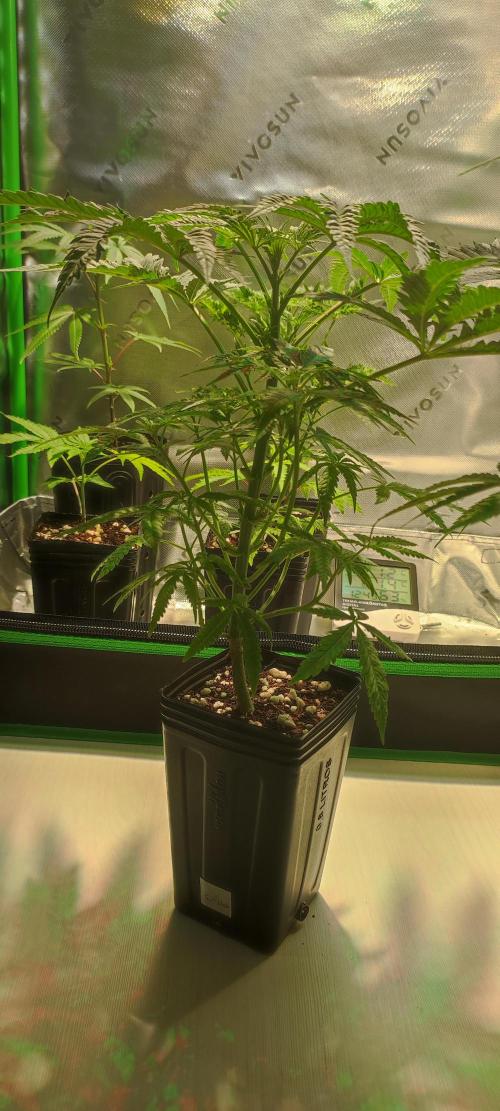 Julieta. Week 5