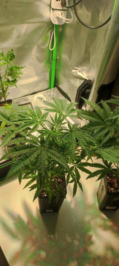 Julieta. Week 5