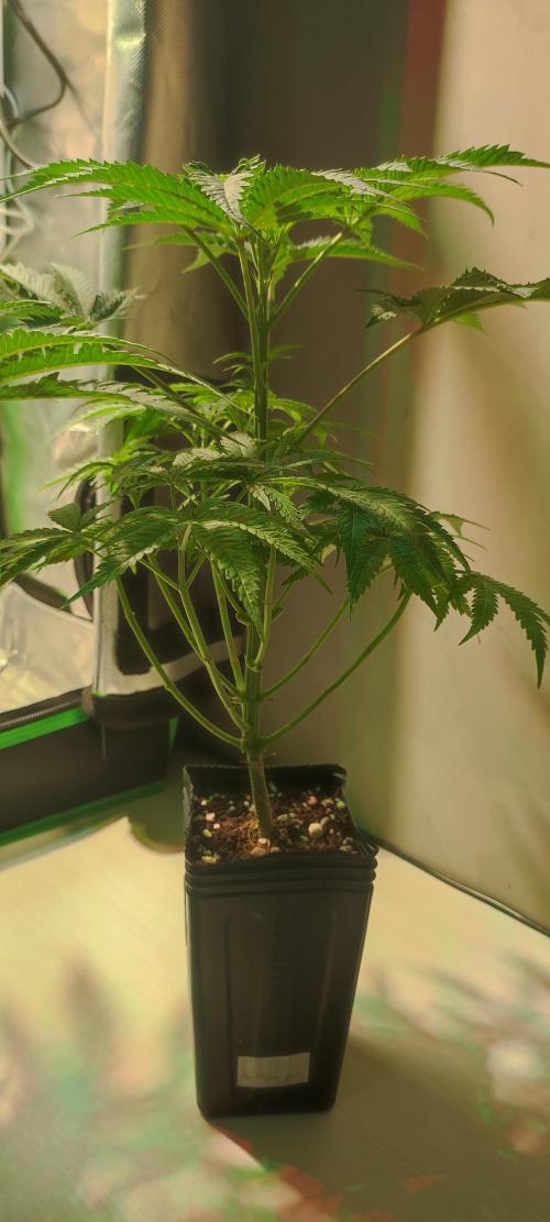 Julieta. Week 5