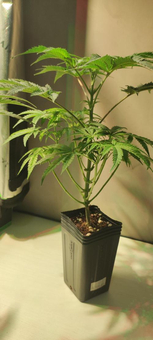 Julieta. Week 5