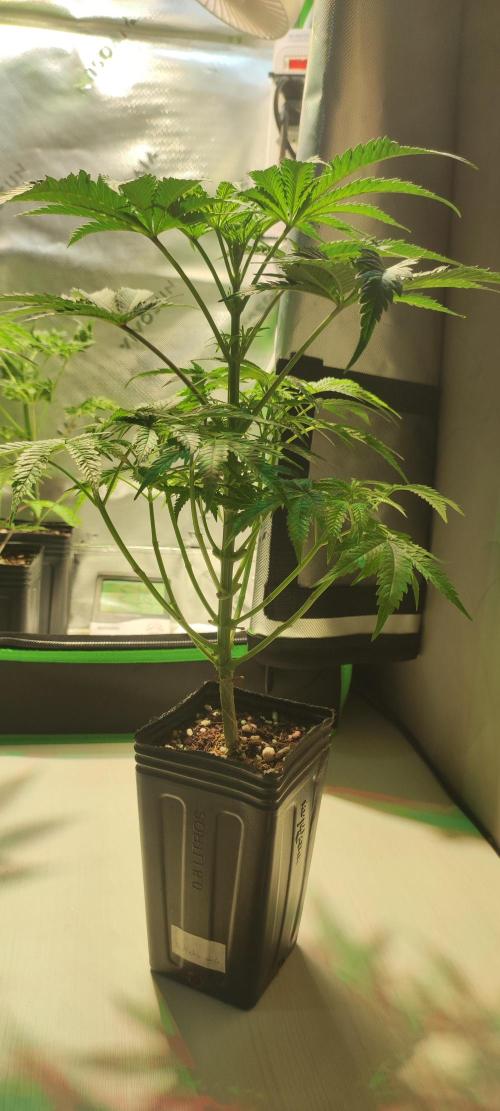 Julieta. Week 5
