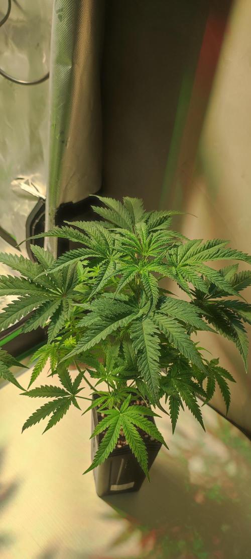 Julieta. Week 5