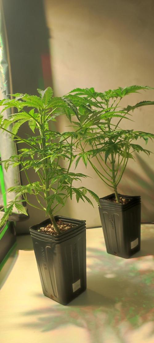 Julieta. Week 5